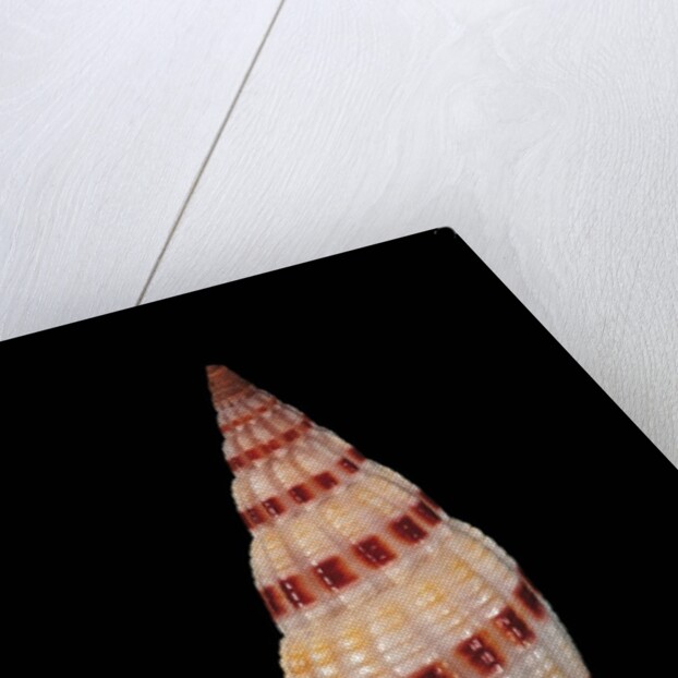 Vexillum sanguisugum by Anonymous