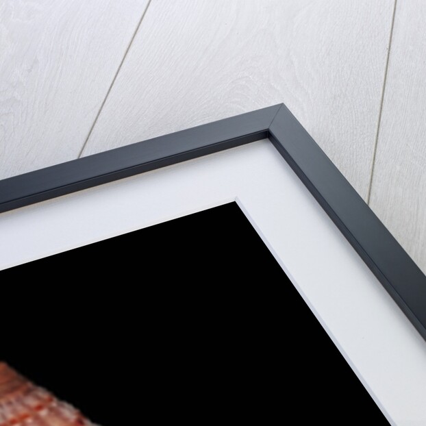 Vexillum sanguisugum by Anonymous