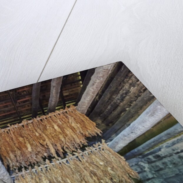 Interior of tobacco barn by Anonymous