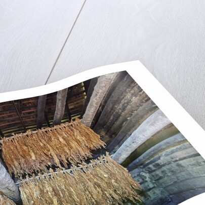 Interior of tobacco barn by Anonymous