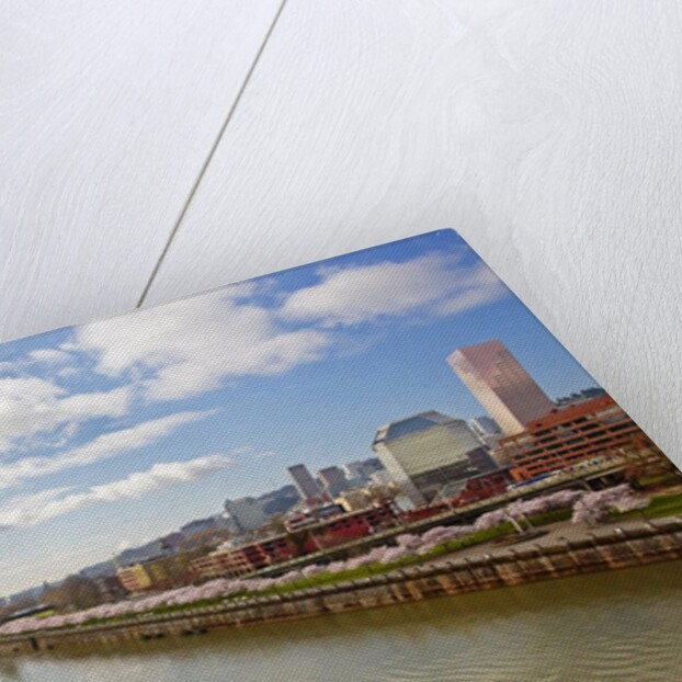 cherry trees along down town Portland and Willamette River, Portland Oregon by Anonymous