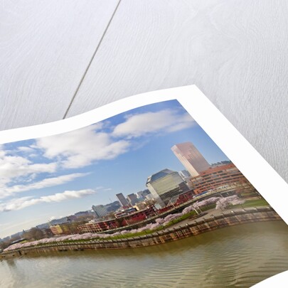 cherry trees along down town Portland and Willamette River, Portland Oregon by Anonymous