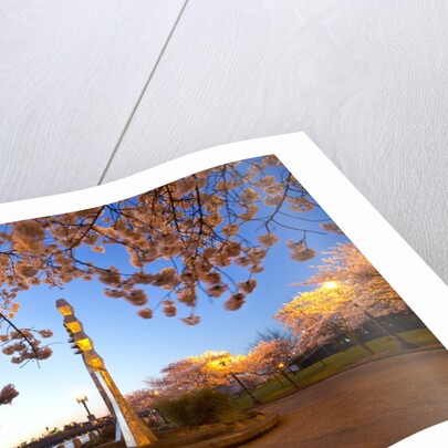 night shot of cherry trees, Portland Water Front, Portland Oregon by Anonymous