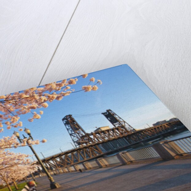 sunrie cherry trees and Steel Bridge, Portland Oregon by Anonymous
