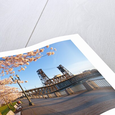 sunrie cherry trees and Steel Bridge, Portland Oregon by Anonymous