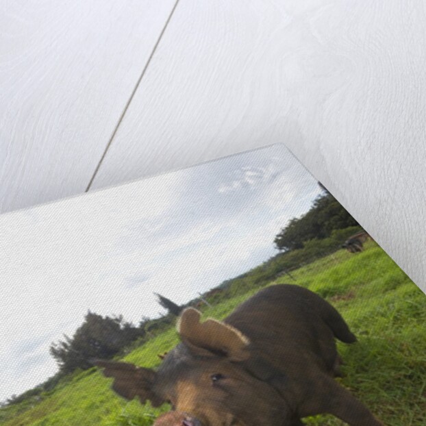 Berkshire pig at Malama Farms, Haiku, Maui, Hawaii by Anonymous