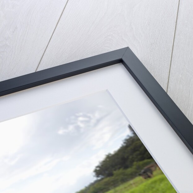 Berkshire pig at Malama Farms, Haiku, Maui, Hawaii by Anonymous