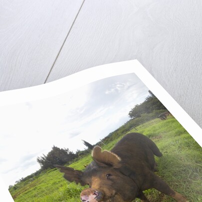 Berkshire pig at Malama Farms, Haiku, Maui, Hawaii by Anonymous