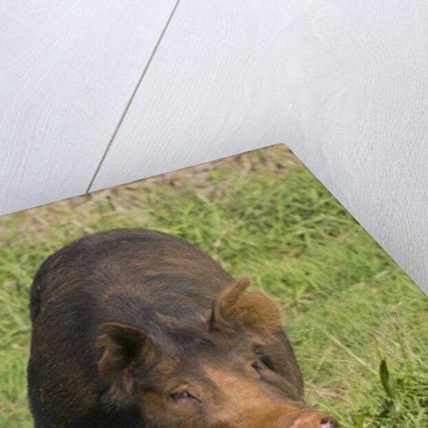 Berkshire pig at Malama Farms, Haiku, Maui, Hawaii by Anonymous