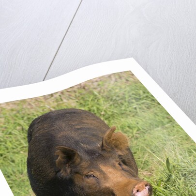 Berkshire pig at Malama Farms, Haiku, Maui, Hawaii by Anonymous