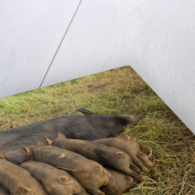 Mother Bershire Pig nursing her baby pigs/piglets by Anonymous