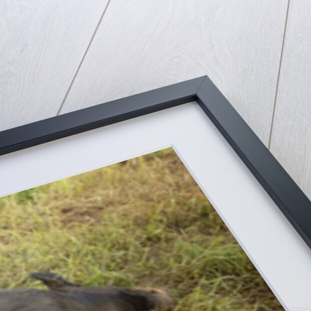 Mother Bershire Pig nursing her baby pigs/piglets by Anonymous