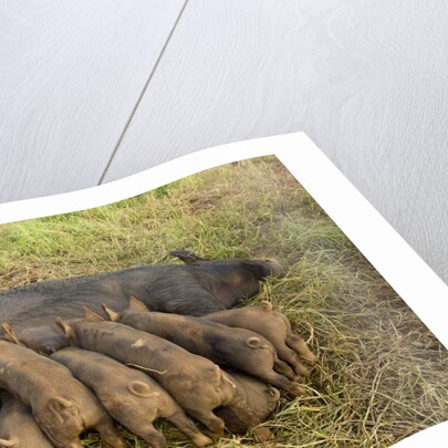 Mother Bershire Pig nursing her baby pigs/piglets by Anonymous