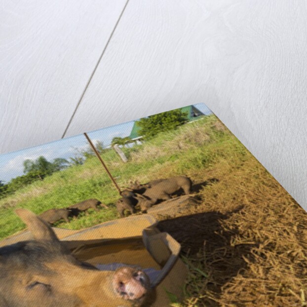 Berkshire pig and her piglets at Malama Farms, Haiku, Maui, Hawaii by Anonymous
