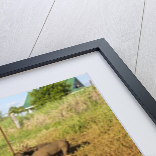 Berkshire pig and her piglets at Malama Farms, Haiku, Maui, Hawaii by Anonymous