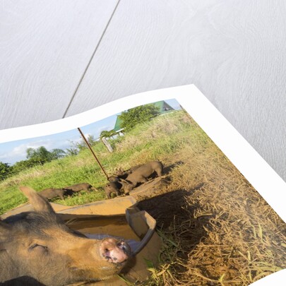 Berkshire pig and her piglets at Malama Farms, Haiku, Maui, Hawaii by Anonymous
