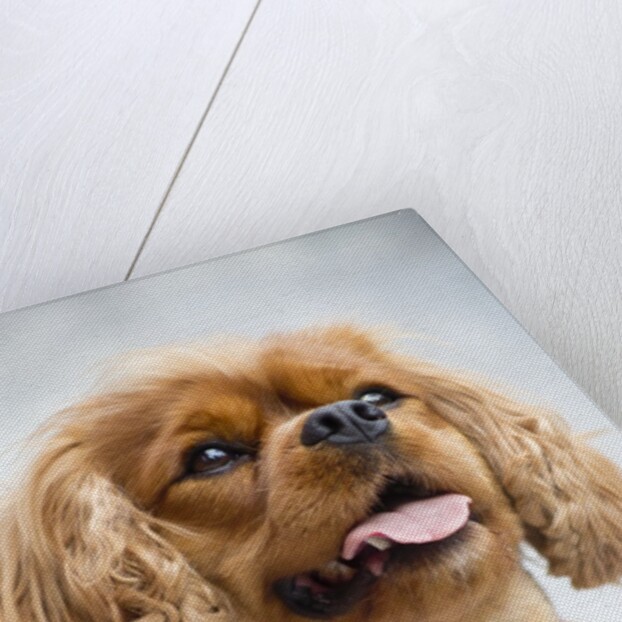 Cavalier King Charles Spaniel by Anonymous