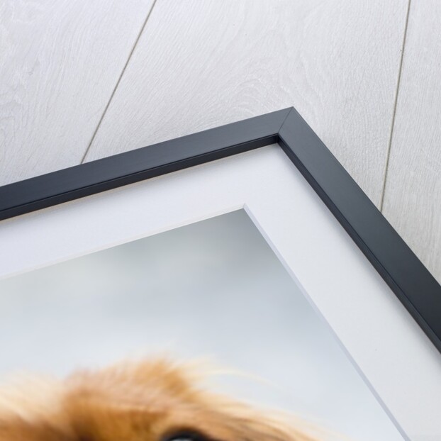 Cavalier King Charles Spaniel by Anonymous