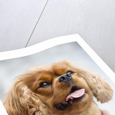 Cavalier King Charles Spaniel by Anonymous