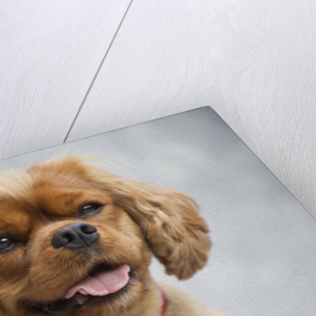 Cavalier King Charles Spaniel by Anonymous