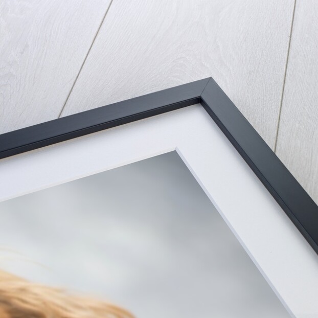 Cavalier King Charles Spaniel by Anonymous