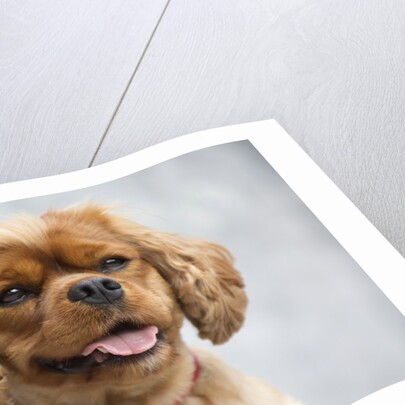 Cavalier King Charles Spaniel by Anonymous