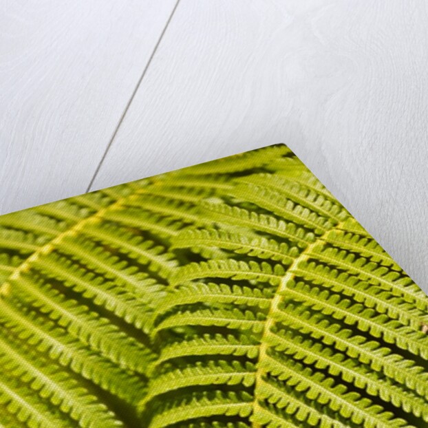Close-up of Hapu'u Fern leaves by Anonymous