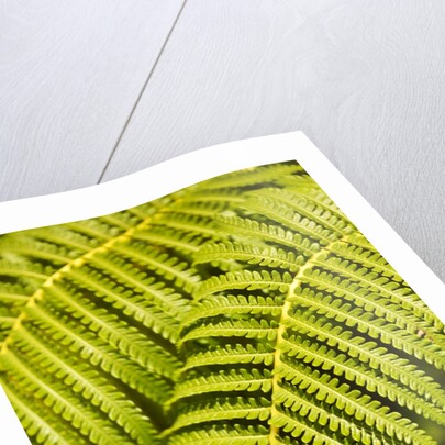Close-up of Hapu'u Fern leaves by Anonymous