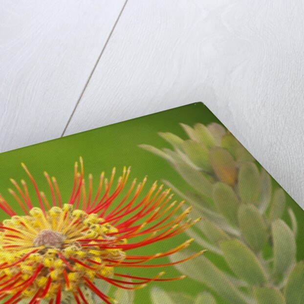 Orange Pin Cushion Protea, Upcountry Maui, Hawaii by Anonymous