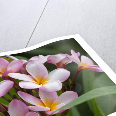 Cluster of Pink Plumeria blossoms. by Anonymous