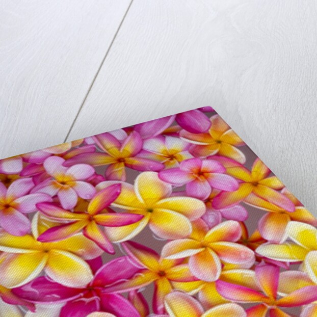 Colorful Plumeria blossoms, Maui, Hawaii by Anonymous