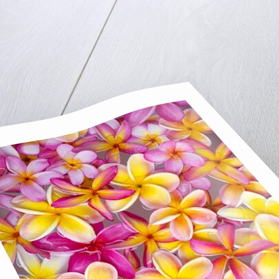 Colorful Plumeria blossoms, Maui, Hawaii by Anonymous