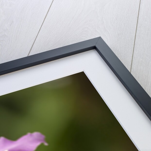 Cattleya Maxima, Maui, Hawaii by Anonymous