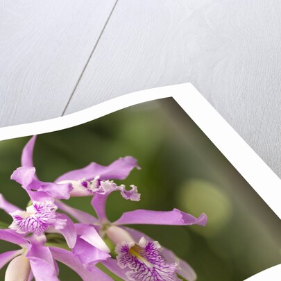 Cattleya Maxima, Maui, Hawaii by Anonymous