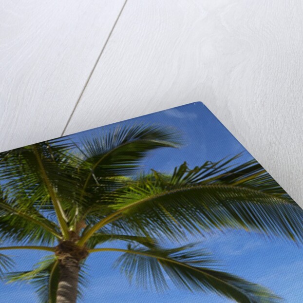 Vacationing couple snorkeling at Hulupo'e Beach; Manele Bay; Lanai; Hawaii by Anonymous