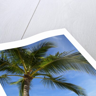 Vacationing couple snorkeling at Hulupo'e Beach; Manele Bay; Lanai; Hawaii by Anonymous