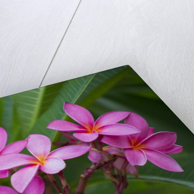 Pink Plumeria, also known as Frangipani, Hawaii by Anonymous