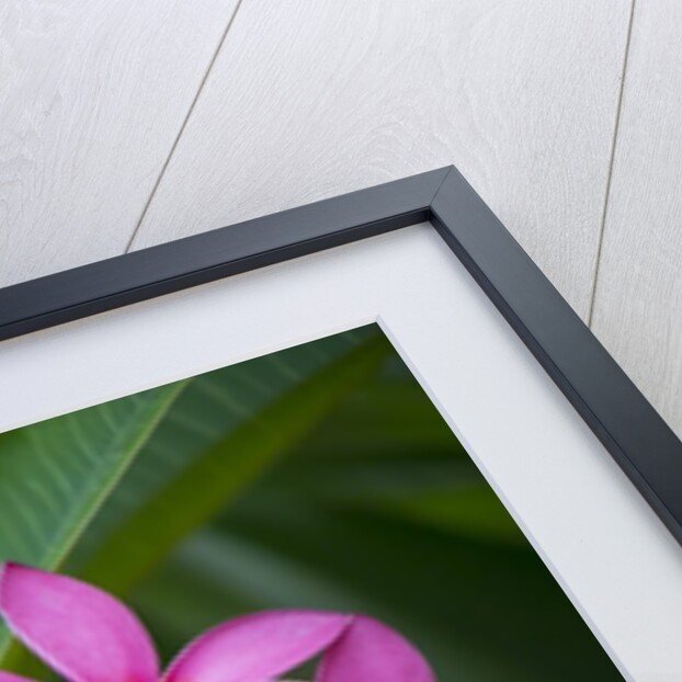 Pink Plumeria, also known as Frangipani, Hawaii by Anonymous