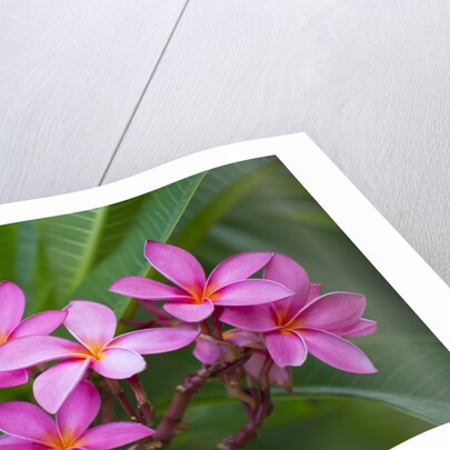 Pink Plumeria, also known as Frangipani, Hawaii by Anonymous