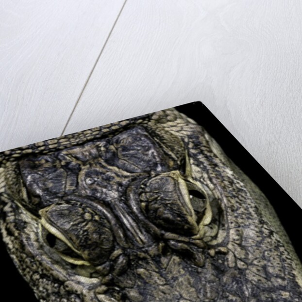 Alligator mississippiensis (american alligator) - snout by Anonymous