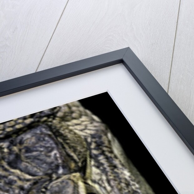 Alligator mississippiensis (american alligator) - snout by Anonymous