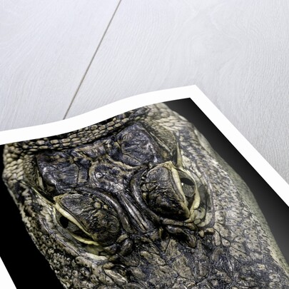 Alligator mississippiensis (american alligator) - snout by Anonymous