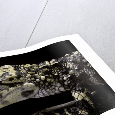 Alligator sinensis (chinese alligator) by Anonymous