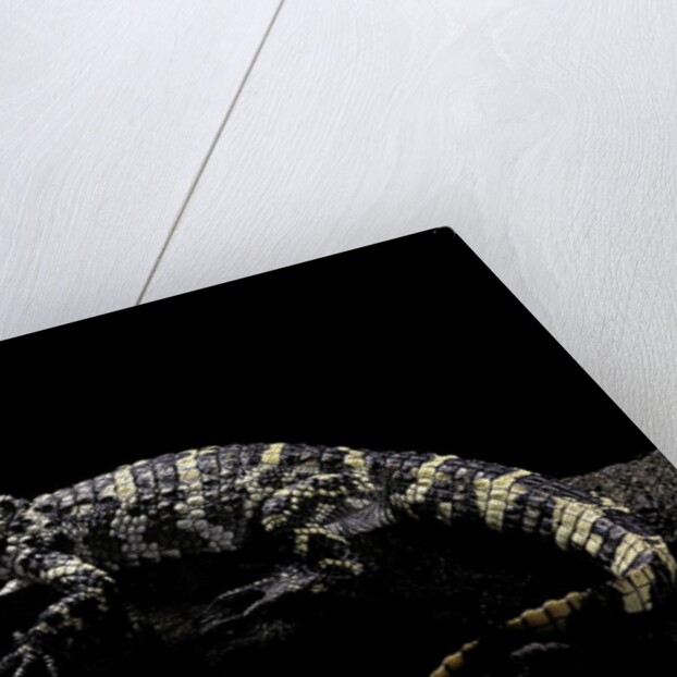 Alligator sinensis (chinese alligator) by Anonymous