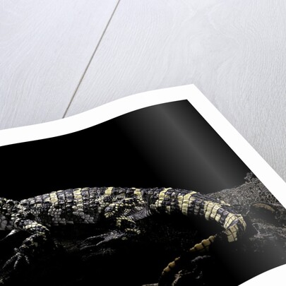 Alligator sinensis (chinese alligator) by Anonymous