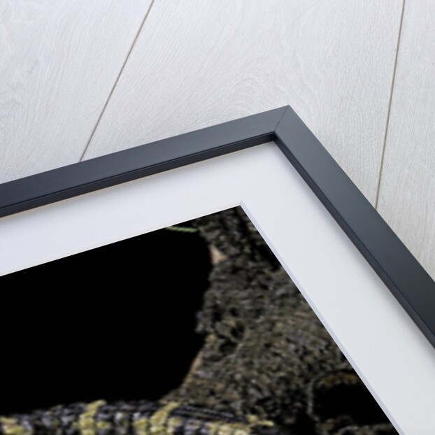 Alligator sinensis (chinese alligator) by Anonymous