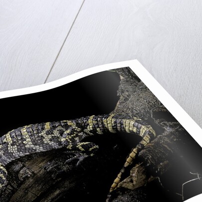 Alligator sinensis (chinese alligator) by Anonymous