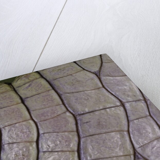 Caiman crocodilus) (spectacled caiman) - scales by Anonymous