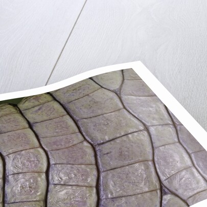 Caiman crocodilus) (spectacled caiman) - scales by Anonymous