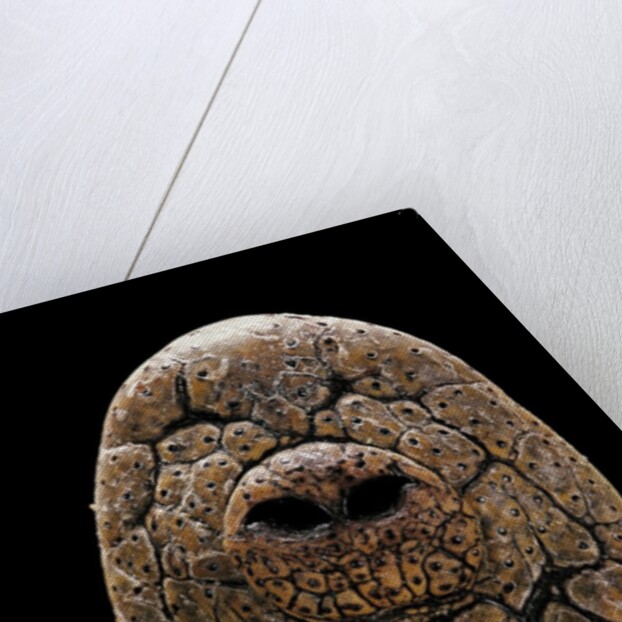 Crocodylus niloticus (Nile crocodile) - snout by Anonymous